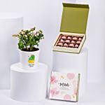 Azalia Flower Plant And Chocolates For Mom