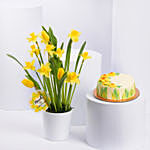 Daffodils and Tulips Pot With Cake