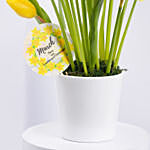 Daffodils and Tulip Pot