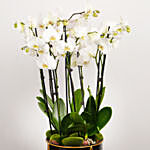 8 Stem White Orchid Plant in Tall Premium Planter