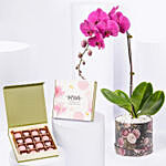 Orchid Plant And Cup Chocolates