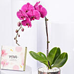 Orchid Plant And Cup Chocolates