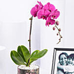 Orchid Plant And Frame For Mom