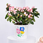 Azalea Plant With Bento Cake And Cupcakes