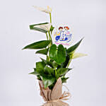 White Anthurium Plant for Childrens Day