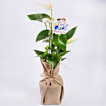 White Anthurium Plant for Childrens Day