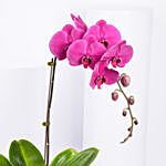 Orchid Plant In A Floral Vase