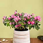 Dark Pink Azalea Plant in Elegant Planter