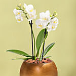 Dual Stem White Mini Orchid in Premium Pot