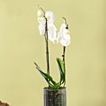 White Orchid Beauty
