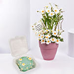 Daisy Theme Bento Cake and Flowers