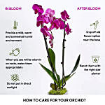 4 Stems Small Purple Orchid Plant In Premium Gold Pot