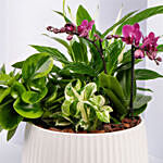 Plants Garden with Mini Orchid Plant