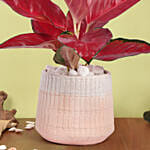 Aglonema Maria in Pink Planter