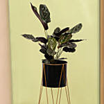 Calathea Stripped Leaf Plant