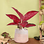 Aglonema Maria in Pink Planter