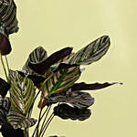 Calathea Stripped Leaf Plant