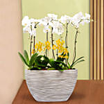 16 Stems Holland Orchid in Premium Diamond Textured Planter