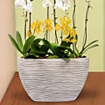 16 Stems Holland Orchid in Premium Diamond Textured Planter