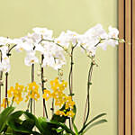 16 Stems Holland Orchid in Premium Diamond Textured Planter