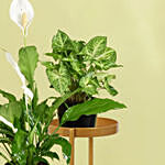 Plant Stand of Air Purifying Plants