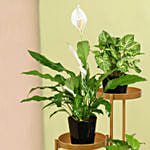 Plant Stand of Air Purifying Plants