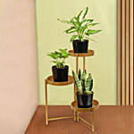 Low Maintenace Plant Decor Stand