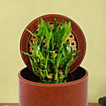 Two Layer Lucky Bamboo in Premium Pot