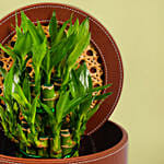 Two Layer Lucky Bamboo in Premium Pot