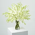 38 White Orchids Arrangement