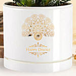 Happy Diwali Haworthia Plant