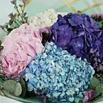 Beautiful 4 Colour Hydrangea Bouquet