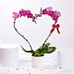 Purple Heart Orchid