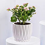 Pink Kalanchoe In Love You Mom Pot