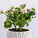 Pink Kalanchoe In Love You Mom Pot
