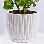 Pink Kalanchoe In Love You Mom Pot