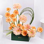 Gerbera Grace