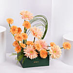 Gerbera Grace