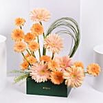 Gerbera Grace