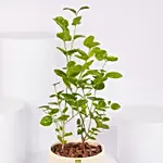 Jasmine Flowering Plant