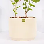 Jasmine Flowering Plant