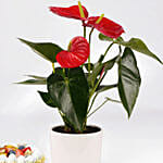 Sugar Free Cake and Plant