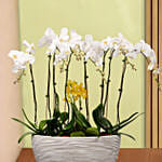 12 Stems Mini Holland Orchid in Bowl Planter