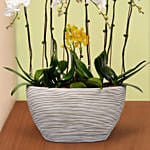12 Stems Mini Holland Orchid in Bowl Planter