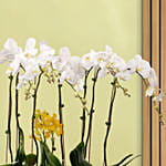 12 Stems Mini Holland Orchid in Bowl Planter