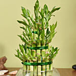 3 Layer Lucky Bamboo in Vase