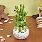 3 Layer Lucky Bamboo in Vase