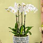 نبات الاوركيد | أصيص منقوش