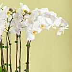 نبات الاوركيد | أصيص منقوش