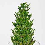 5 layer Big Lucky Bamboo In Glass Bowl